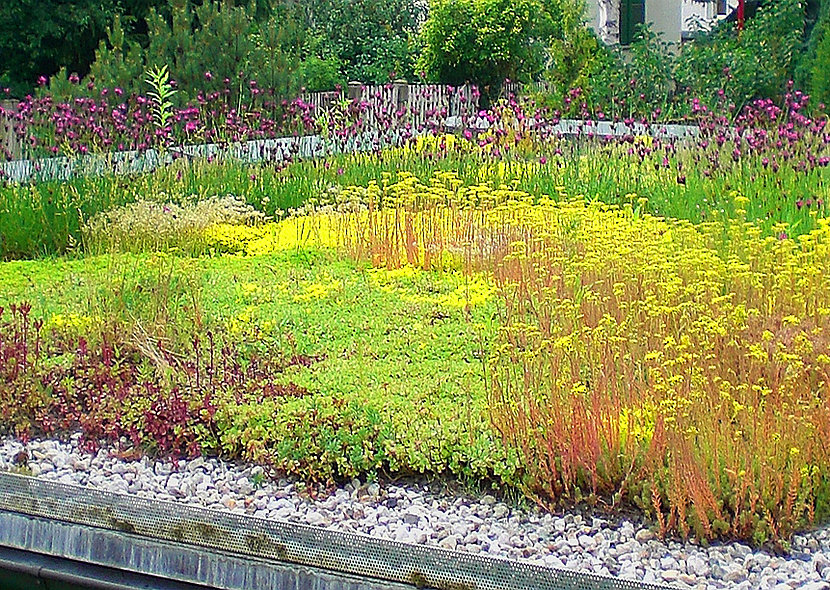 Dachbegrünung
